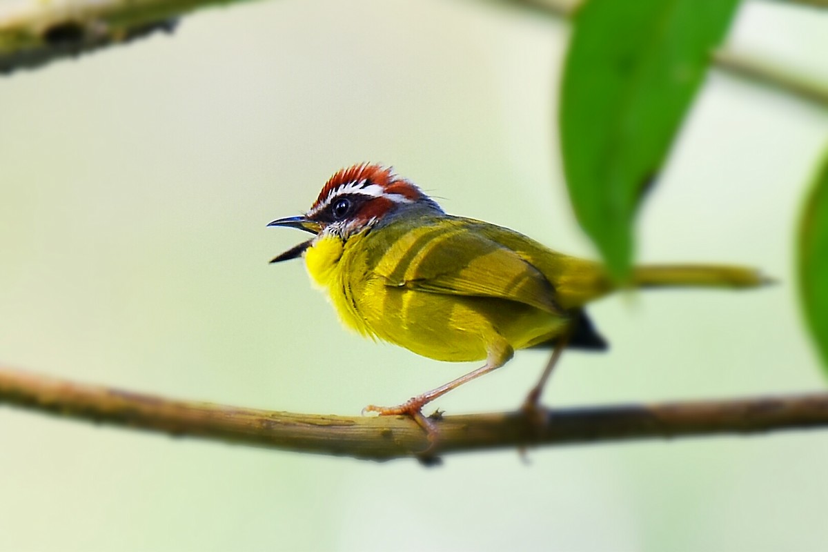 Rufous-capped Warbler - ML215776841