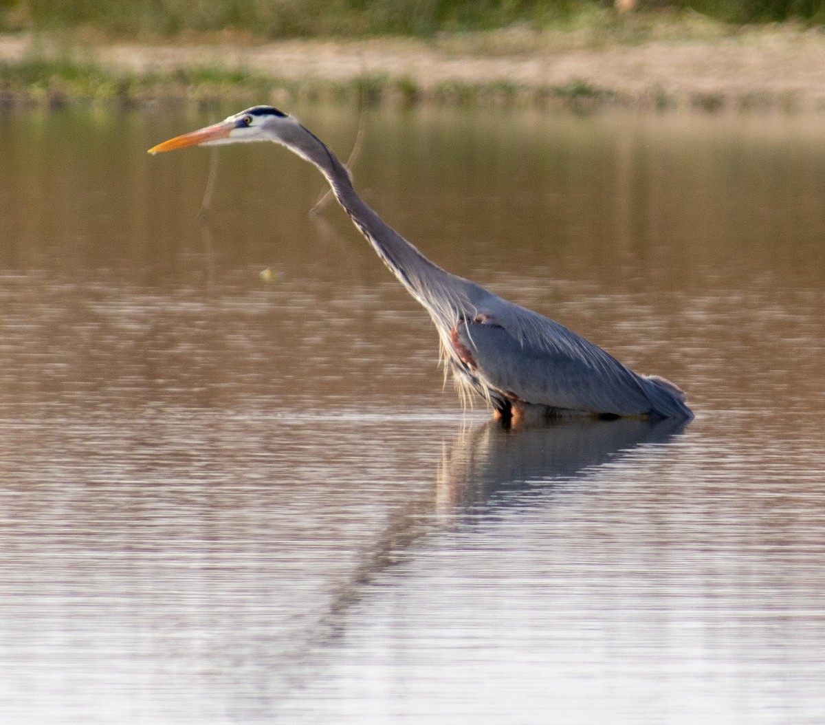 Great Blue Heron - Edward Celedon