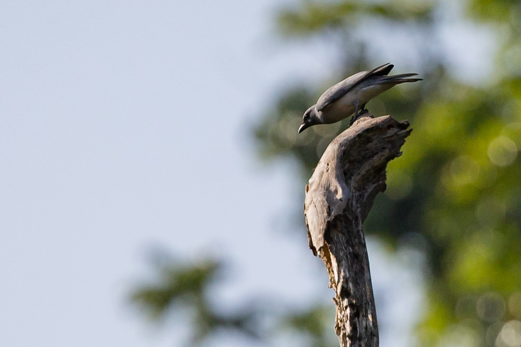 Large Cuckooshrike - ML215779291