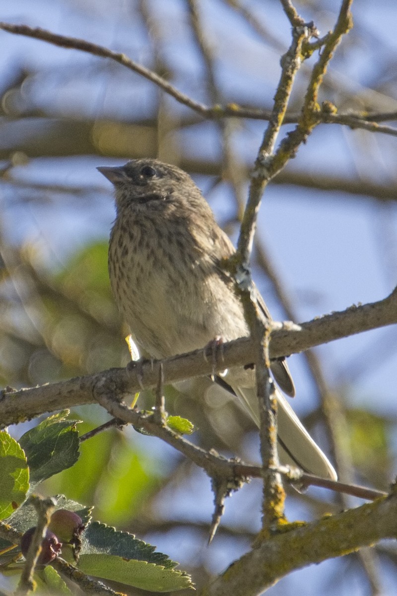 Dark-eyed Junco - ML215780121