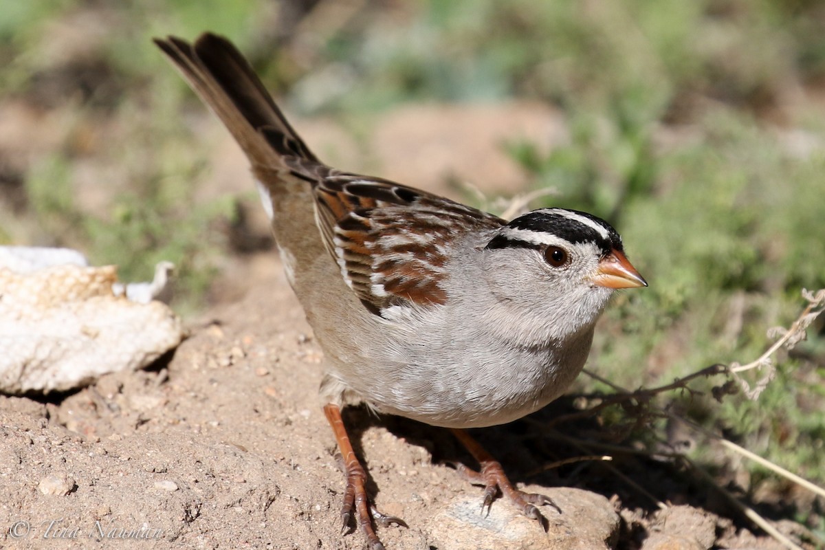 White-crowned Sparrow - Tina Nauman