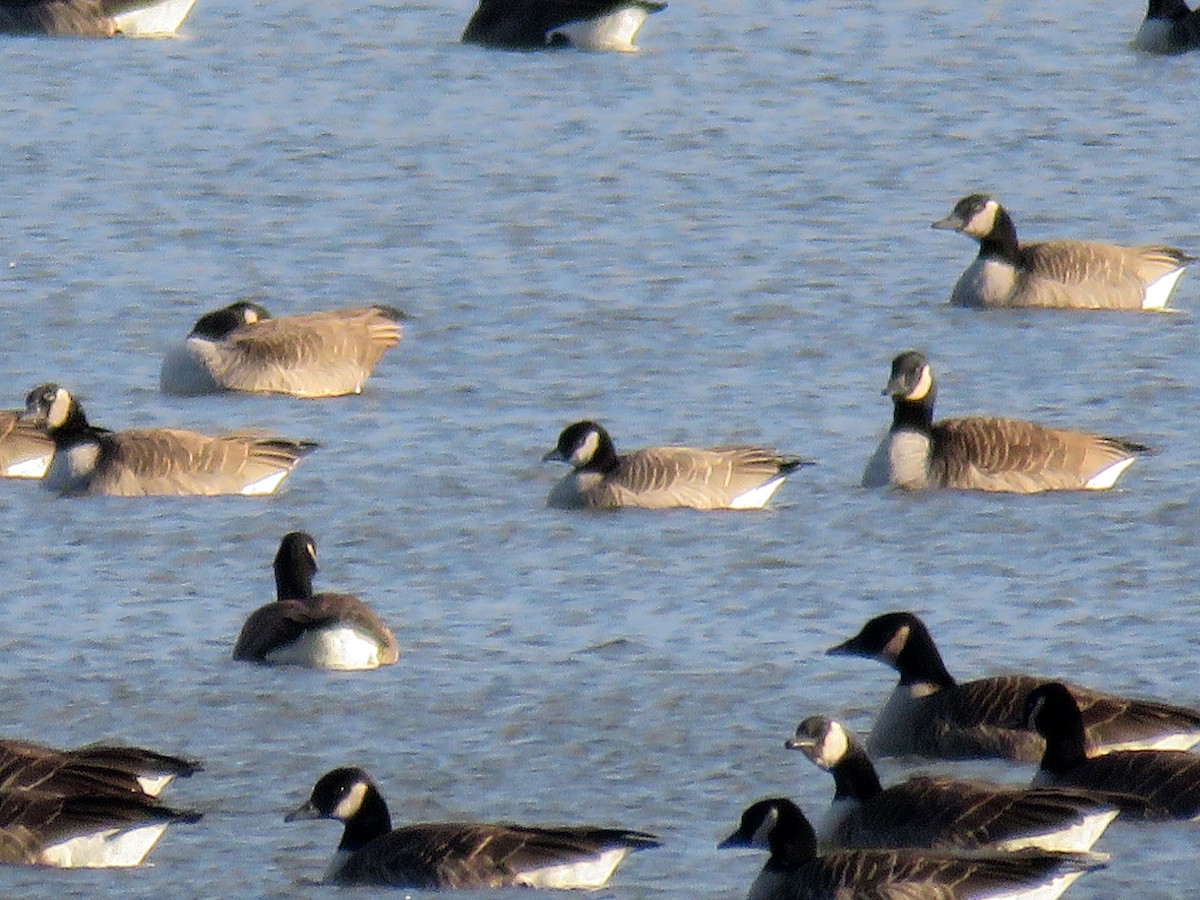 Cackling Goose - ML21578041