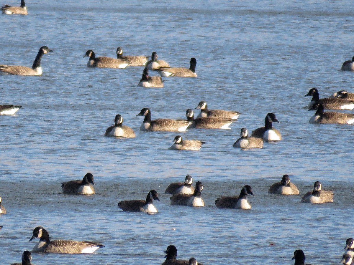 Cackling Goose - ML21578051