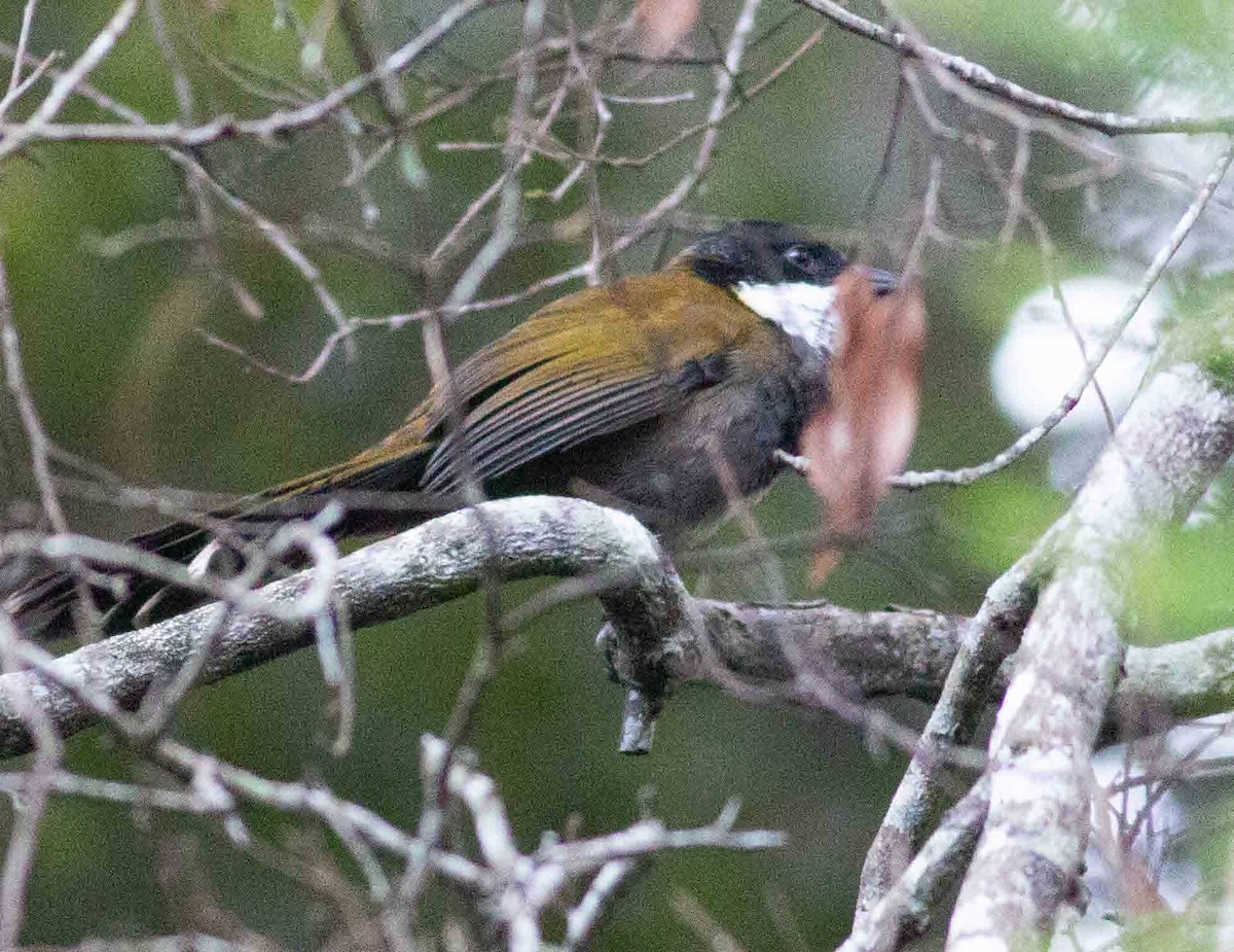 Eastern Whipbird - ML215781791