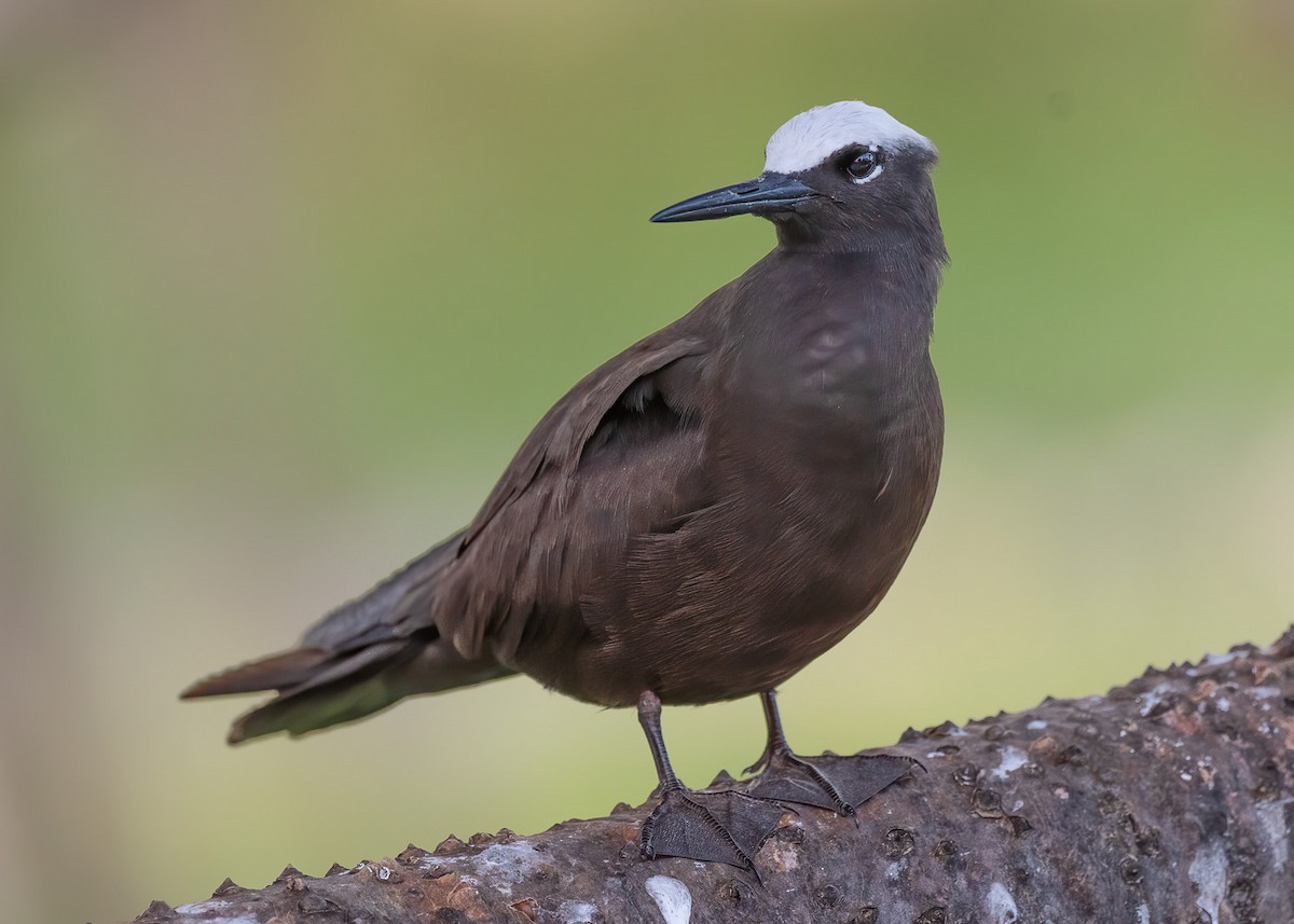 Black Noddy - Barry Deacon