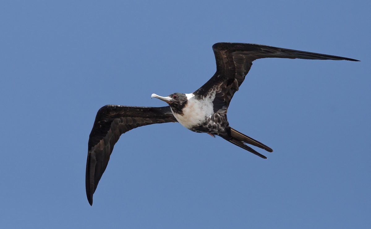 Lesser Frigatebird - Barry Deacon