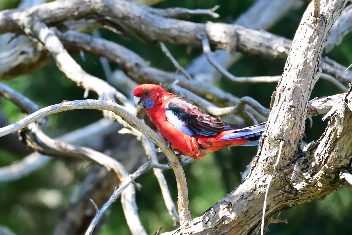 Crimson Rosella (Crimson) - ML215784111