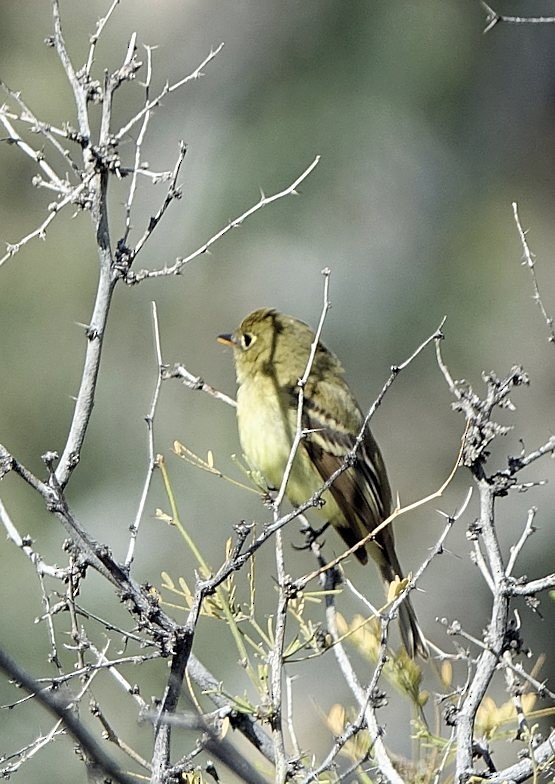 Western Flycatcher (Pacific-slope) - ML215785231