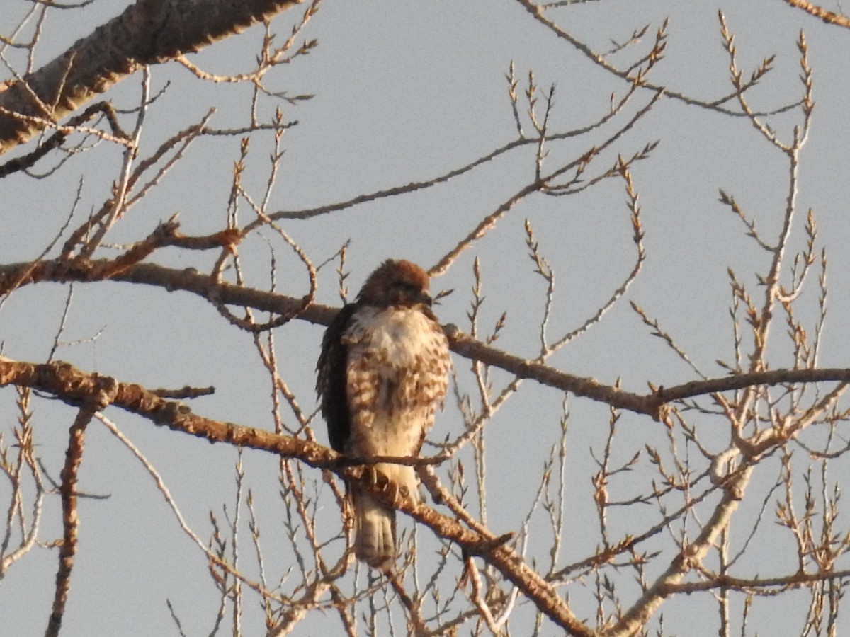 Red-tailed Hawk - ML215785731