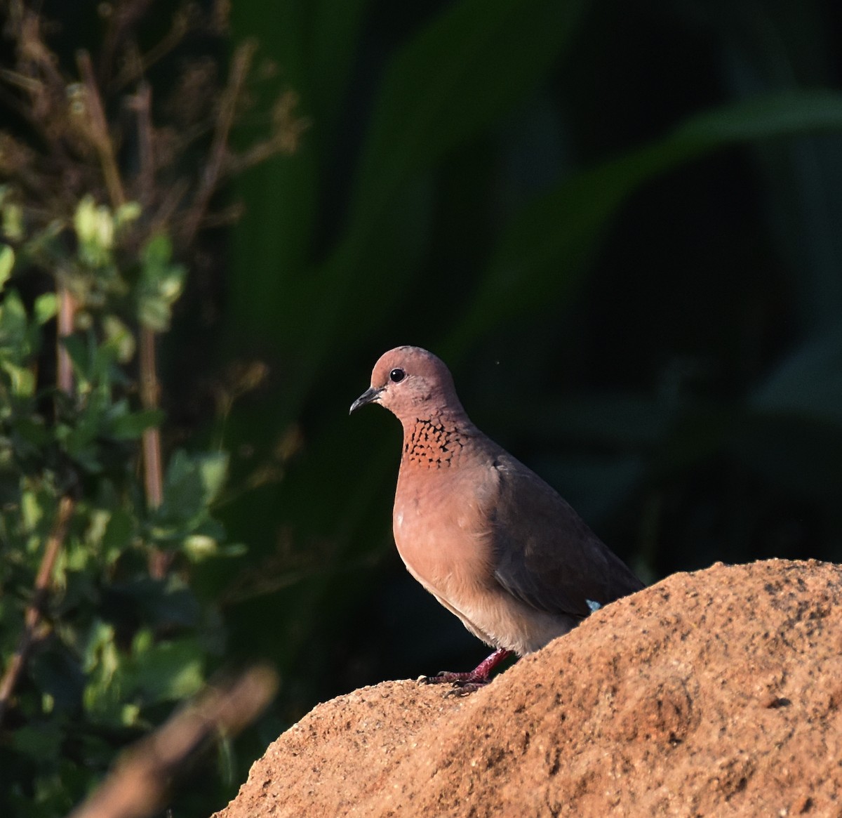 Laughing Dove - Dr Mohammed Umer  Sharieff