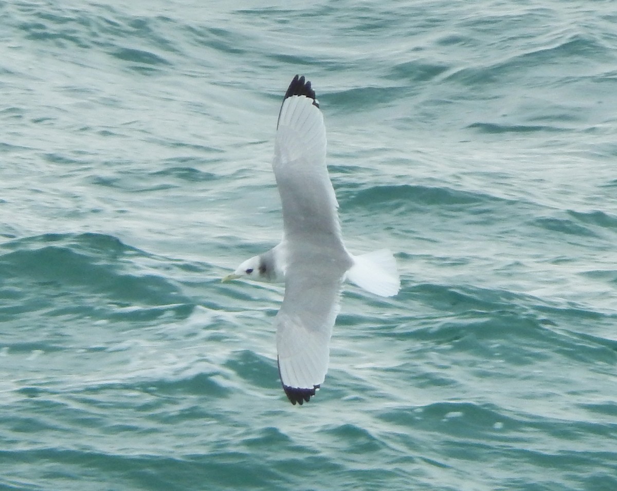 Black-legged Kittiwake - Teale Fristoe