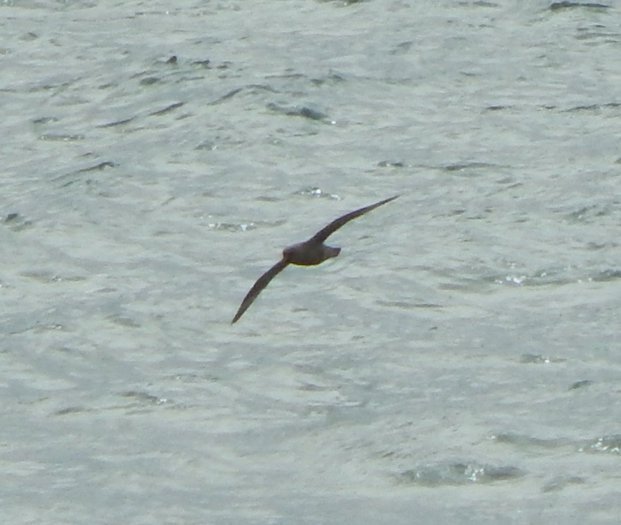 Northern Fulmar - ML215787991