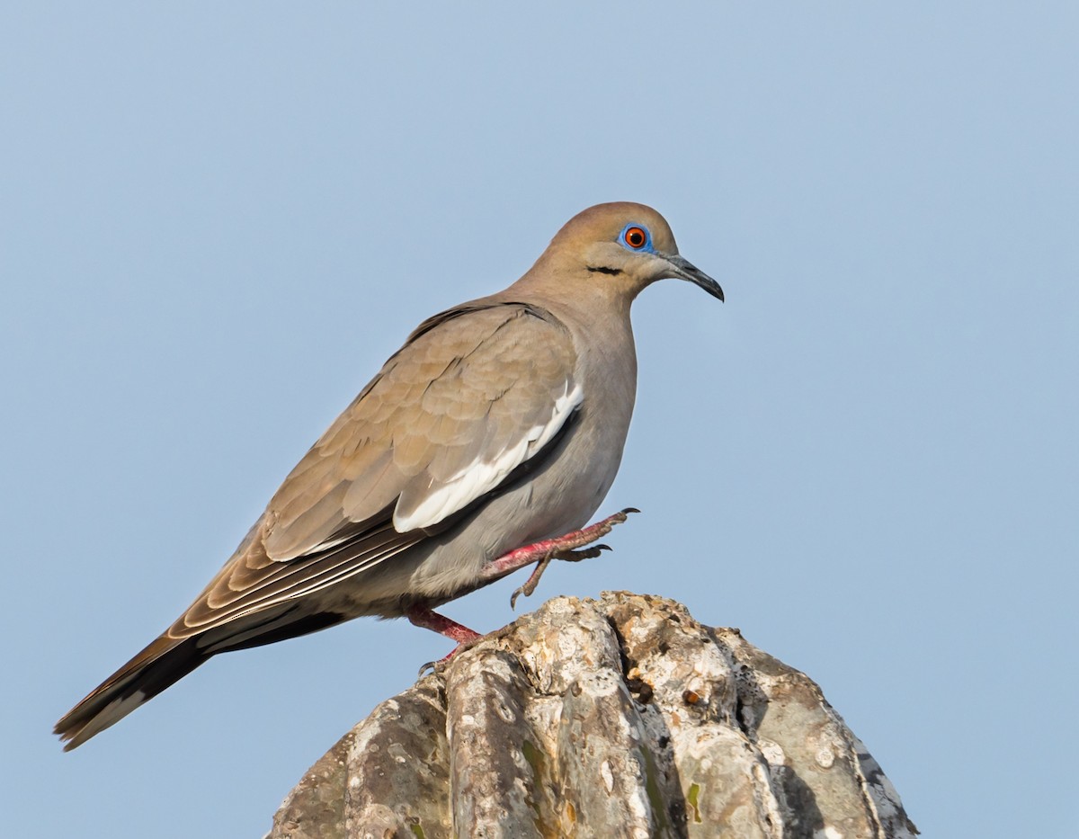 White-winged Dove - ML215790261