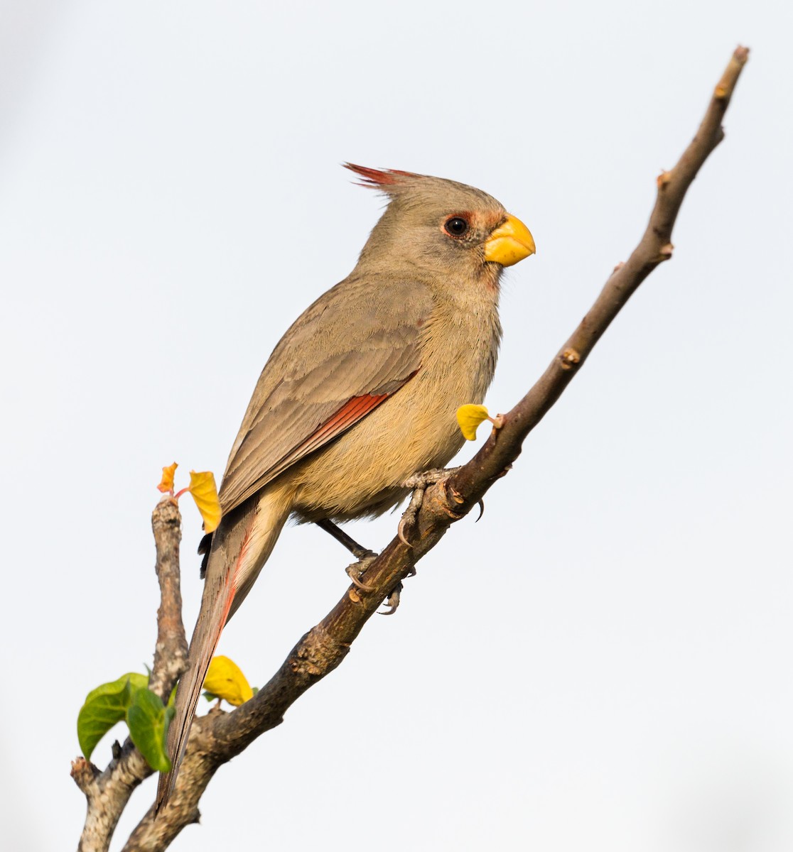 Pyrrhuloxia - ML215791621