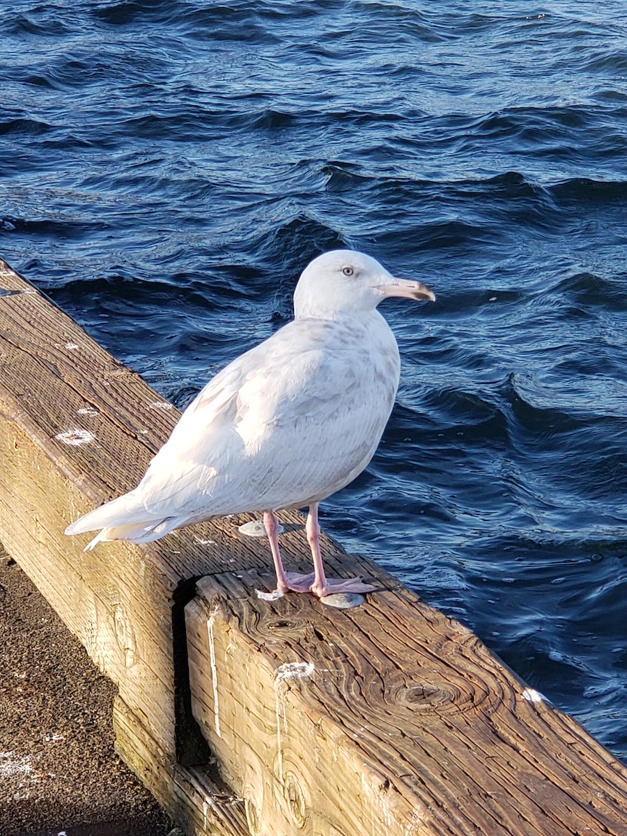 Glaucous Gull - Samantha Neuffer