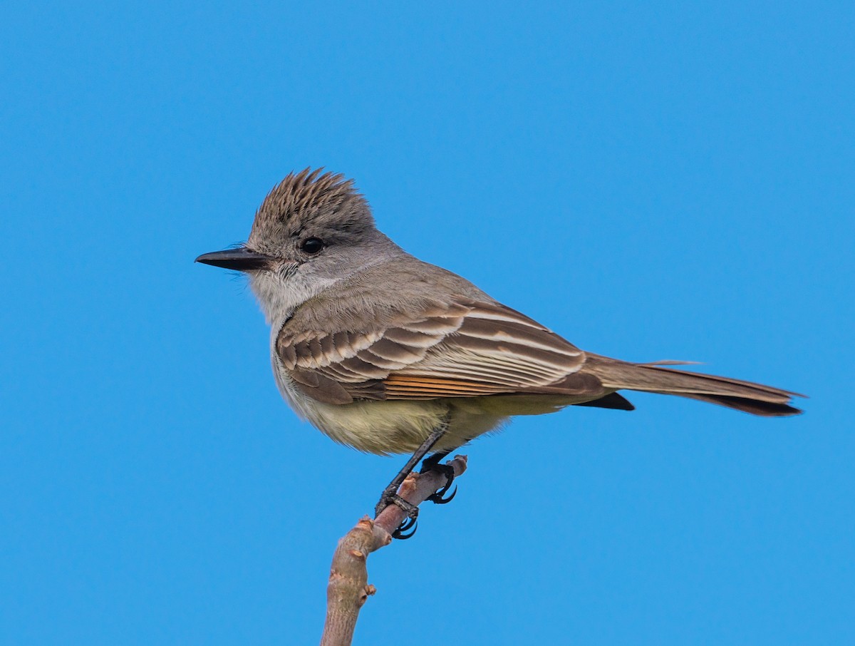 Ash-throated Flycatcher - ML215792431