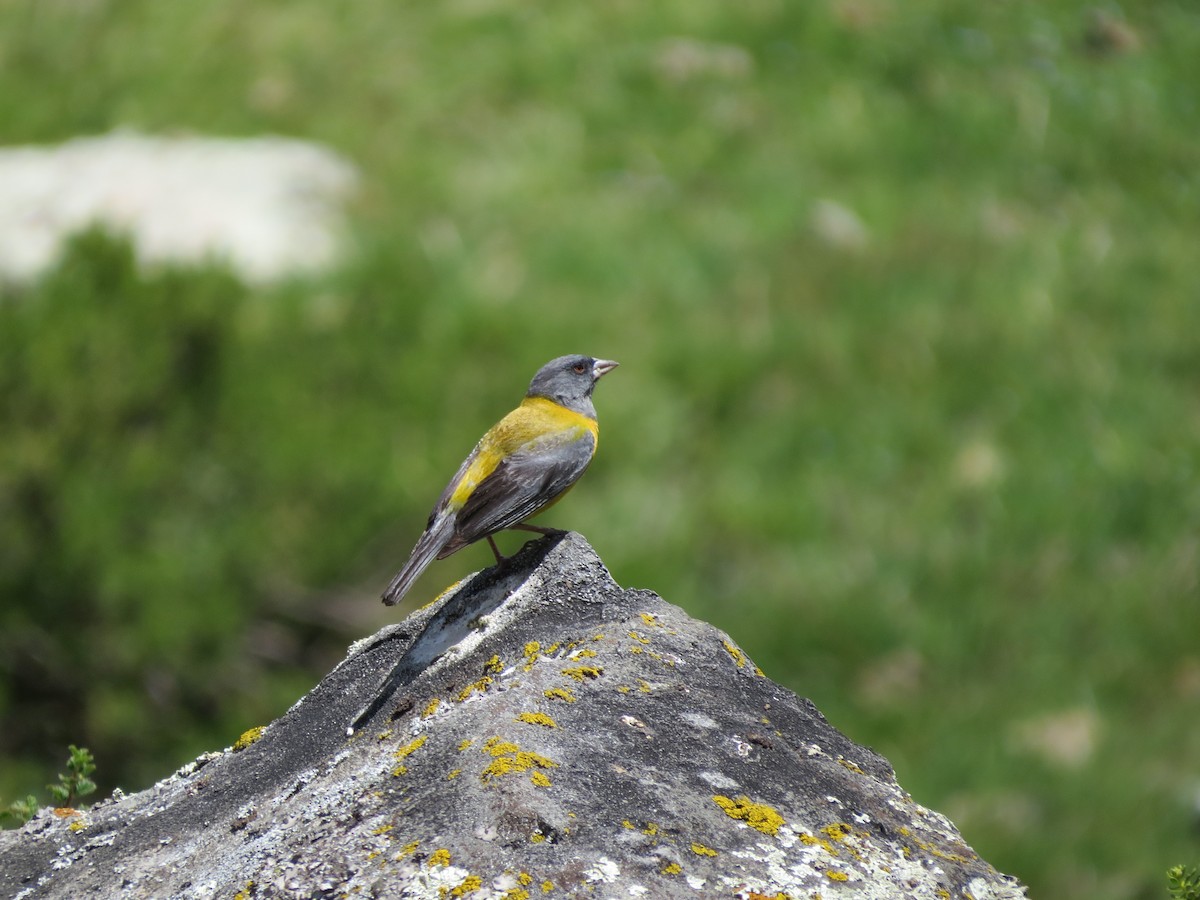 Peruvian Sierra Finch - ML215792861