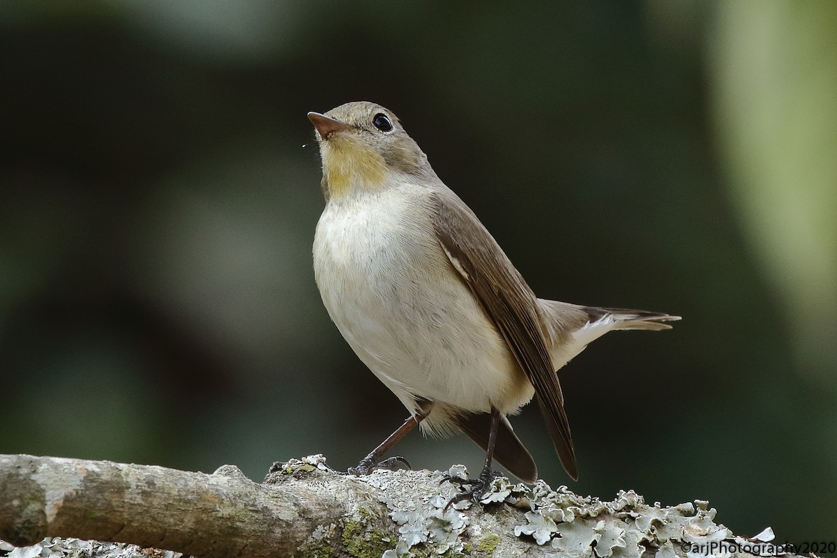 Kashmir Flycatcher - ML215793721