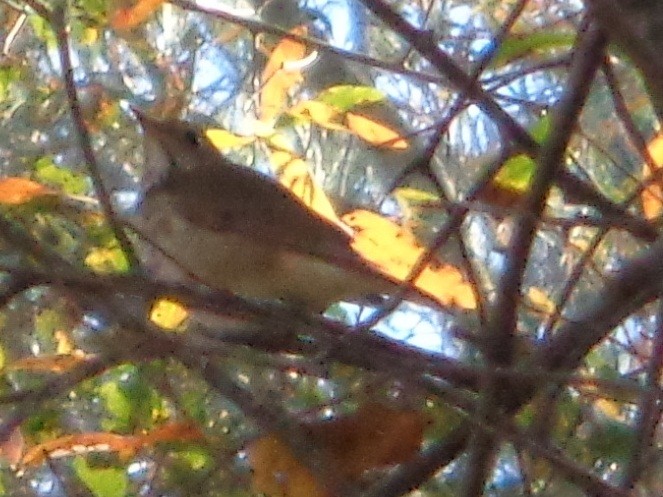 Hermit Thrush - ML21579611