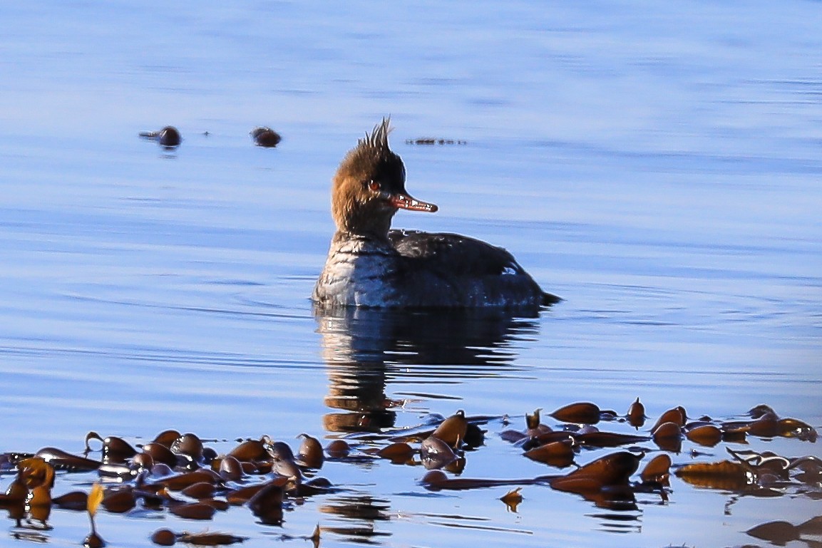 Red-breasted Merganser - ML215796401