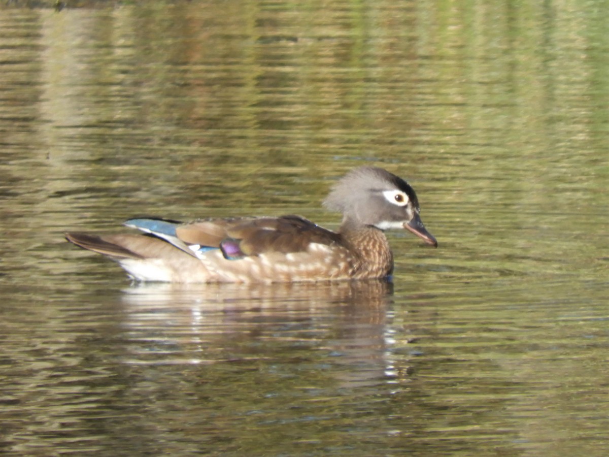 Wood Duck - ML215796651