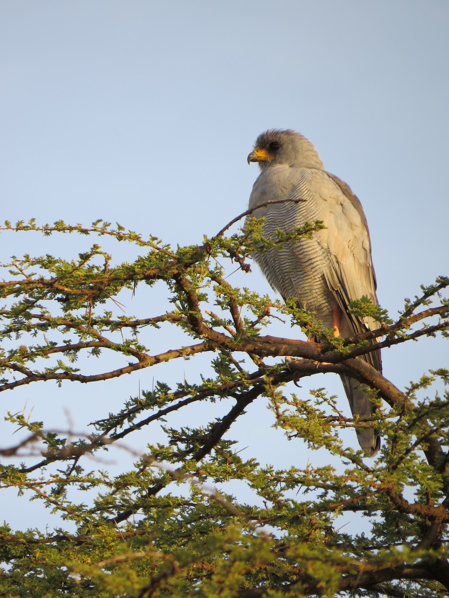 Eastern Chanting-Goshawk - ML215797911