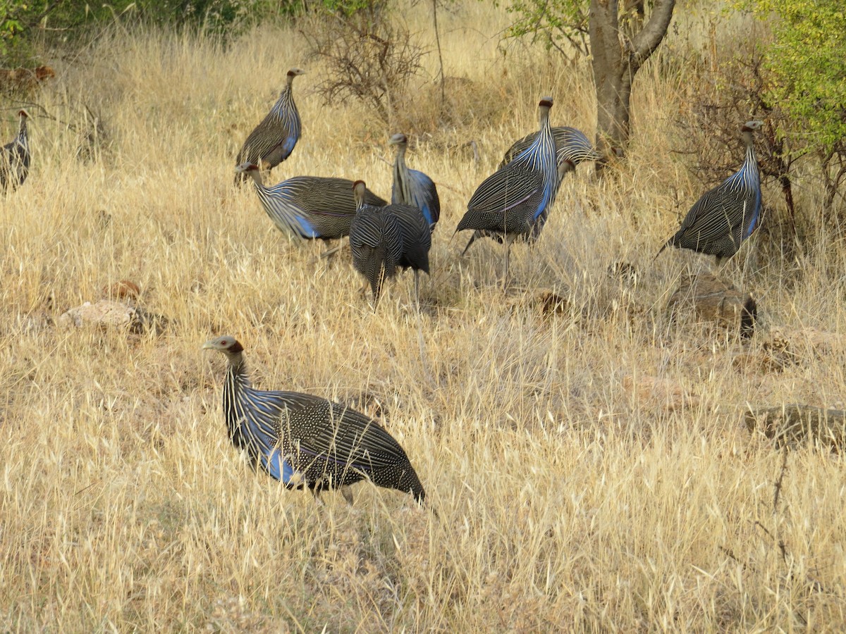 Vulturine Guineafowl - ML215798371