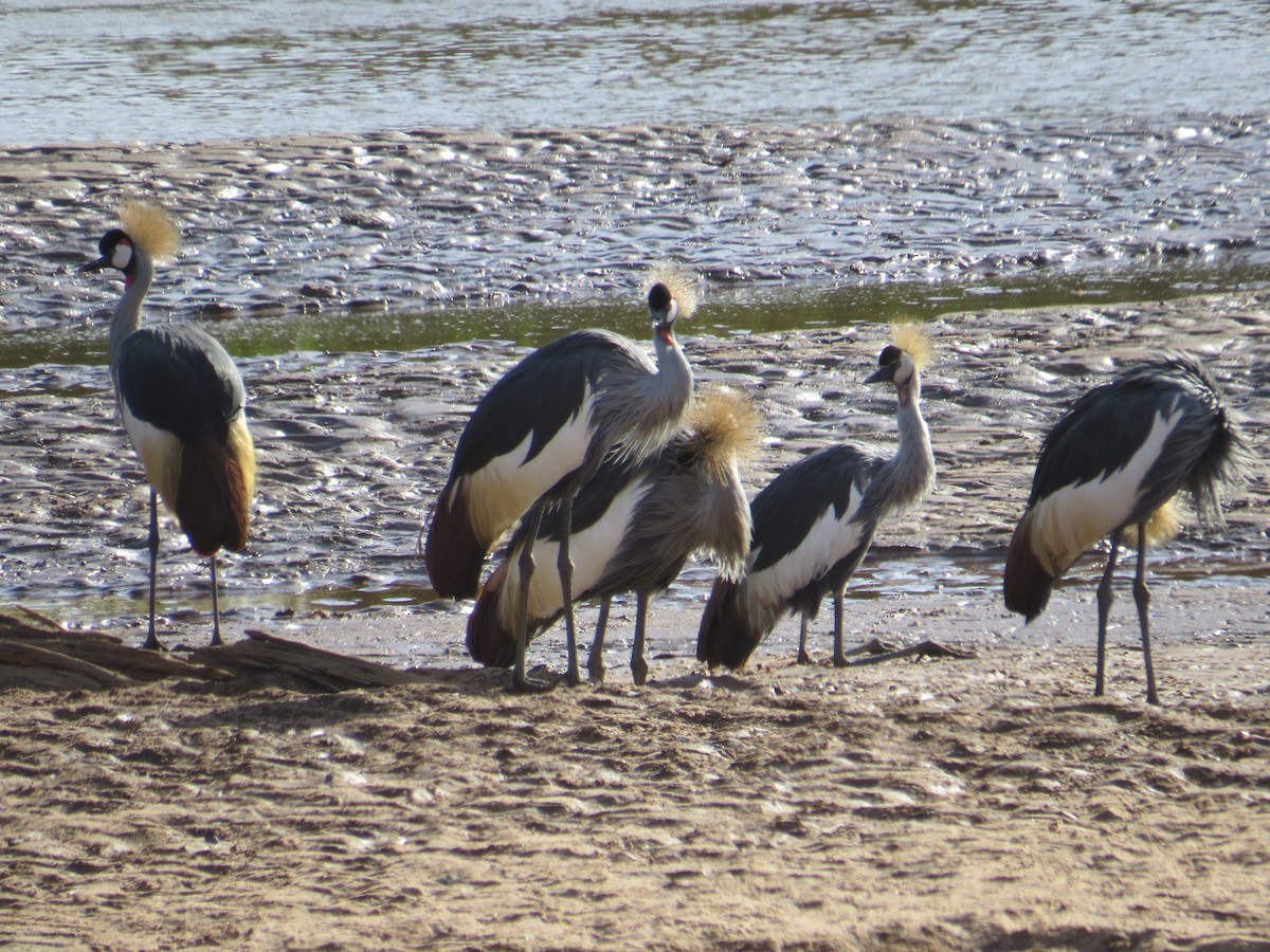 Gray Crowned-Crane - ML215798411