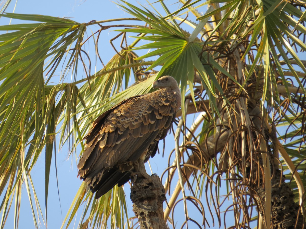 Rüppell's Griffon - ML215798471