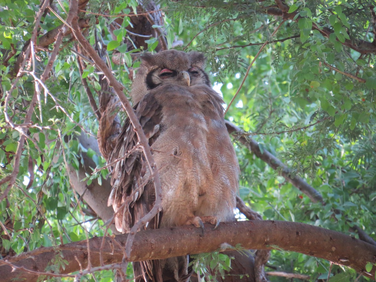 Verreaux's Eagle-Owl - ML215798571