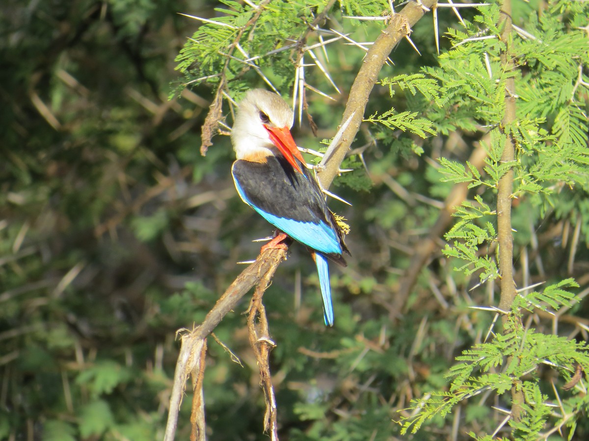 Gray-headed Kingfisher - ML215798621