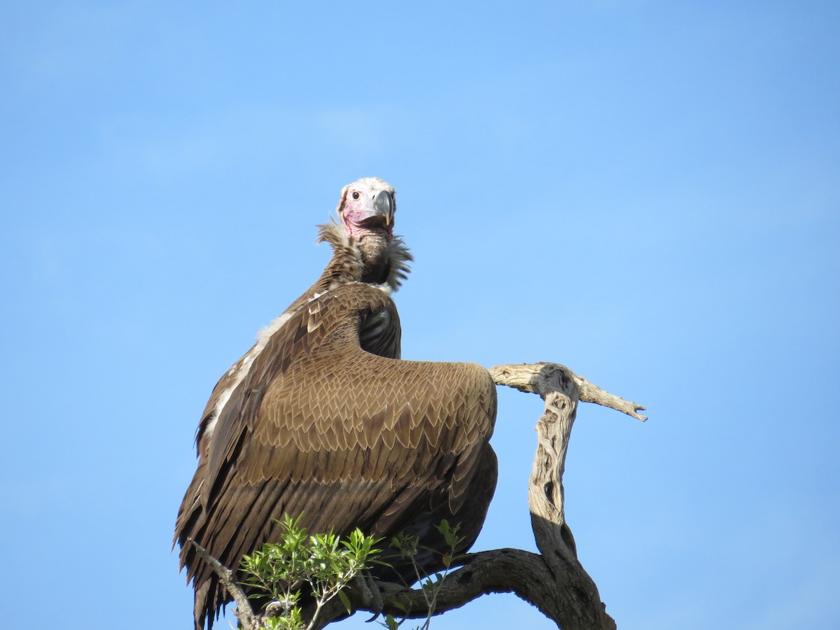 Lappet-faced Vulture - ML215799211