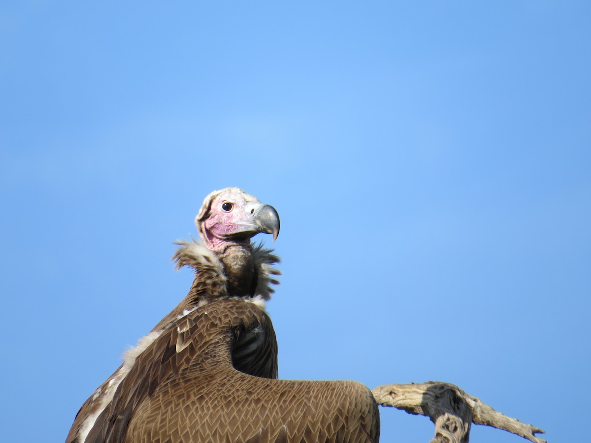 Lappet-faced Vulture - ML215799221