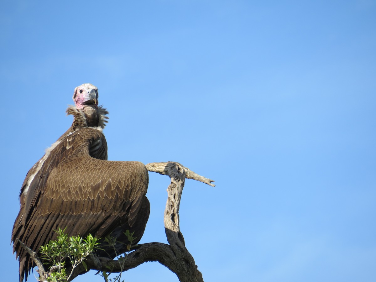 Lappet-faced Vulture - ML215799241