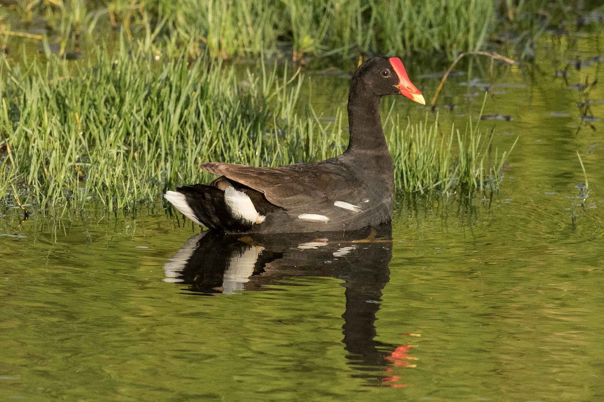 Common Gallinule (Hawaiian) - Eric VanderWerf