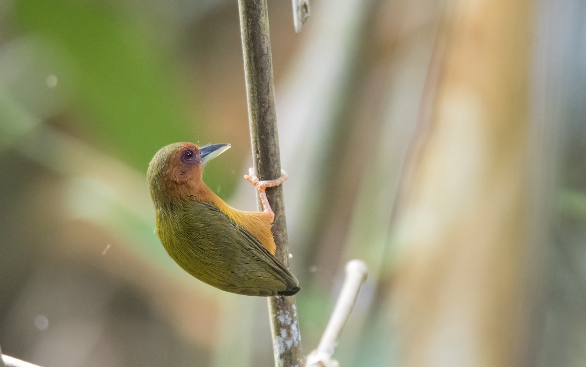 Rufous Piculet - ML215800091