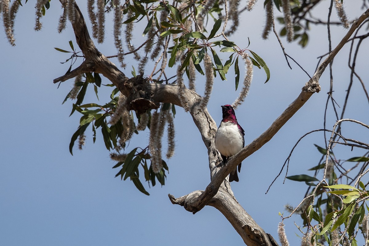 Violet-backed Starling - ML215800741