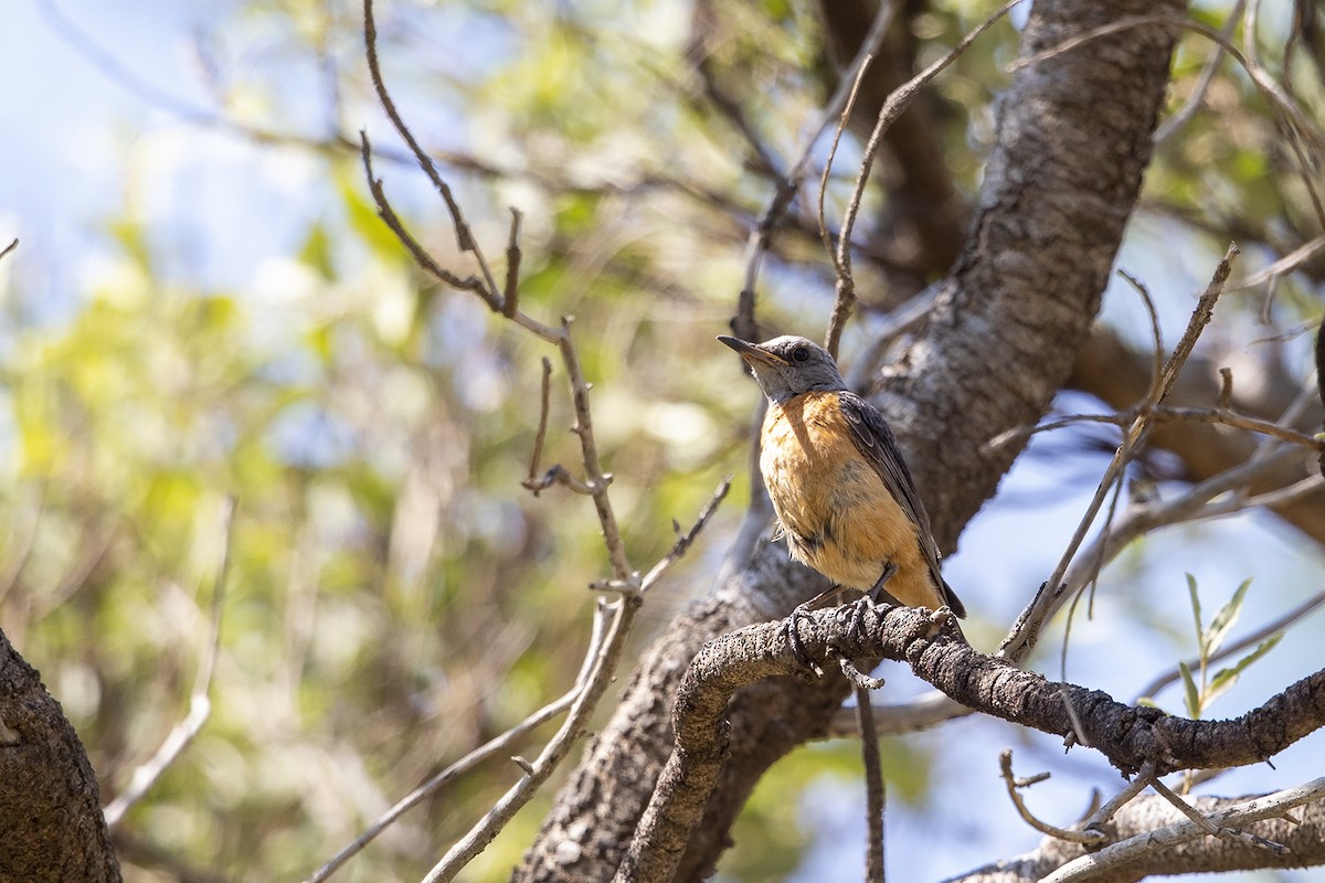 Short-toed Rock-Thrush (Short-toed) - ML215800761