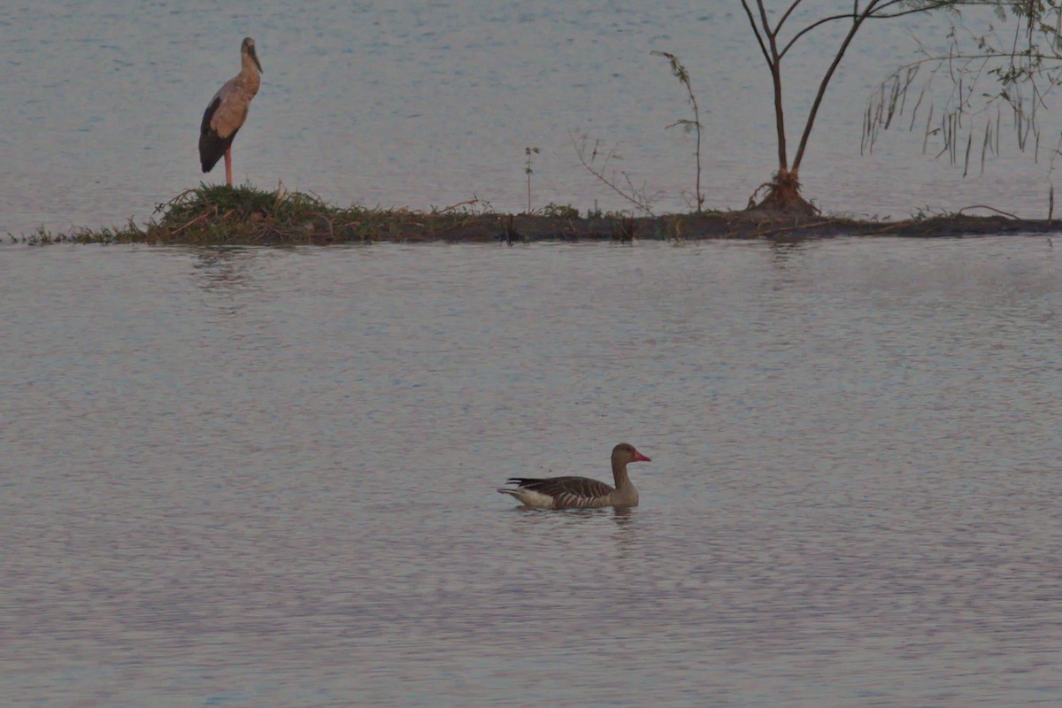 Graylag Goose (Siberian) - ML215801331