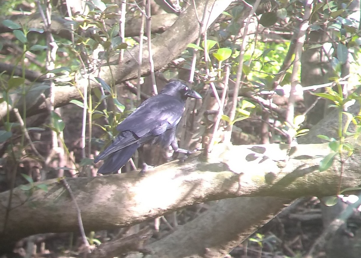 Australian Raven - ML215803891