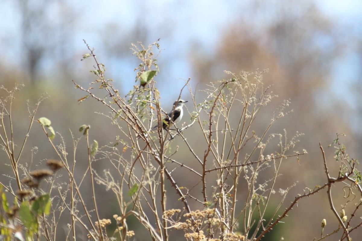 Tropical Mockingbird - ML215803901