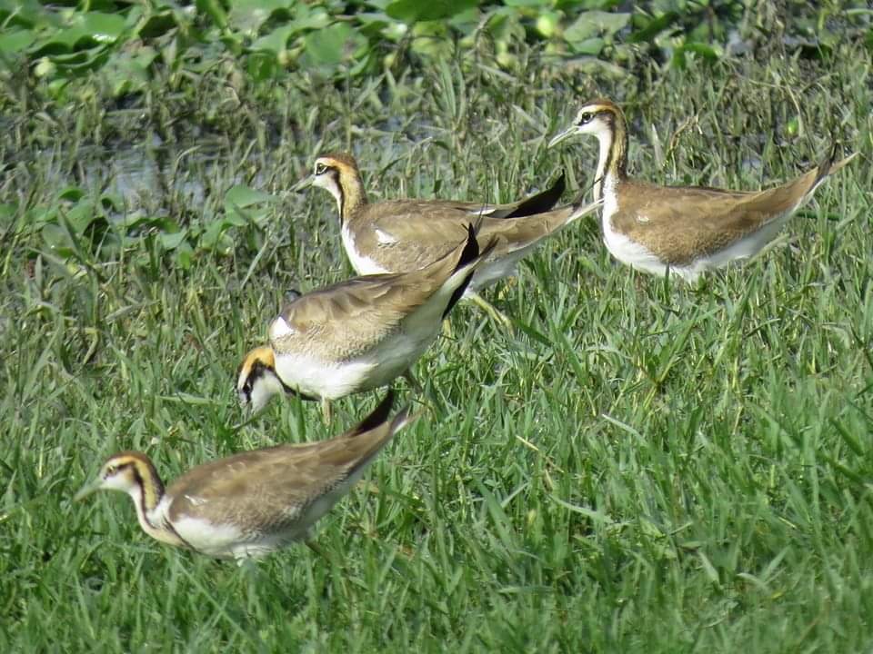 Pheasant-tailed Jacana - ML215804561
