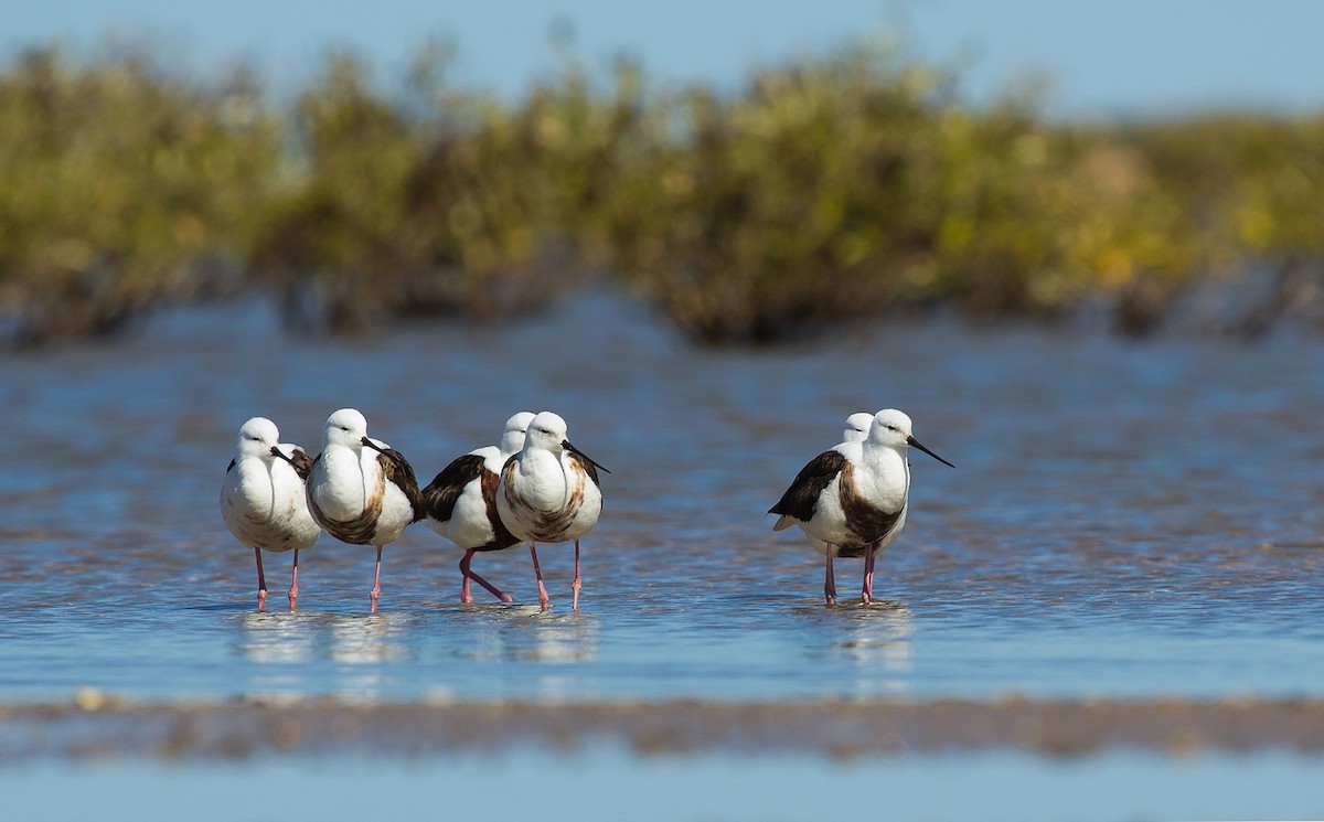 Banded Stilt - ML215805221