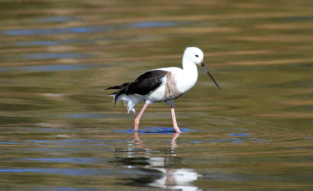 Banded Stilt - ML215805321