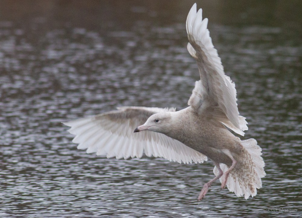 Glaucous Gull - ML21580591