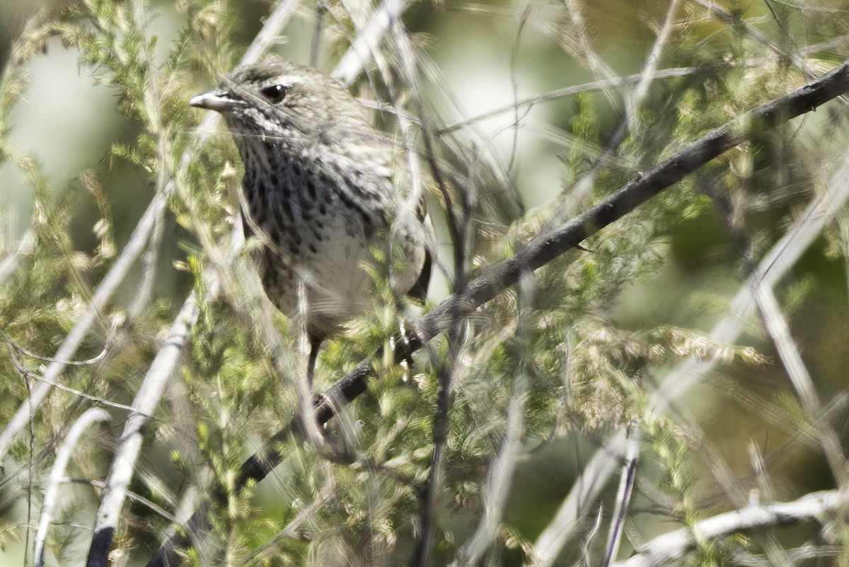 Chestnut-rumped Heathwren - ML215805951