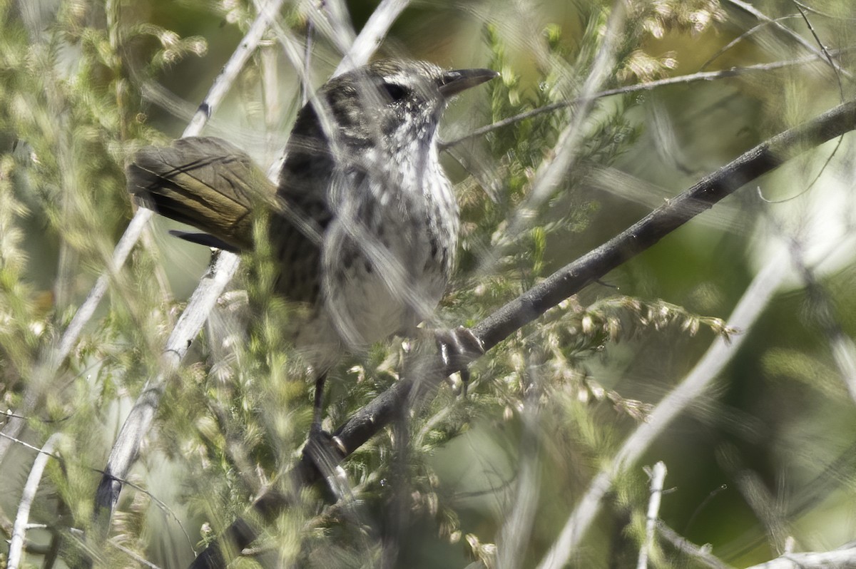 Лесной ложнокрапивник - ML215805961