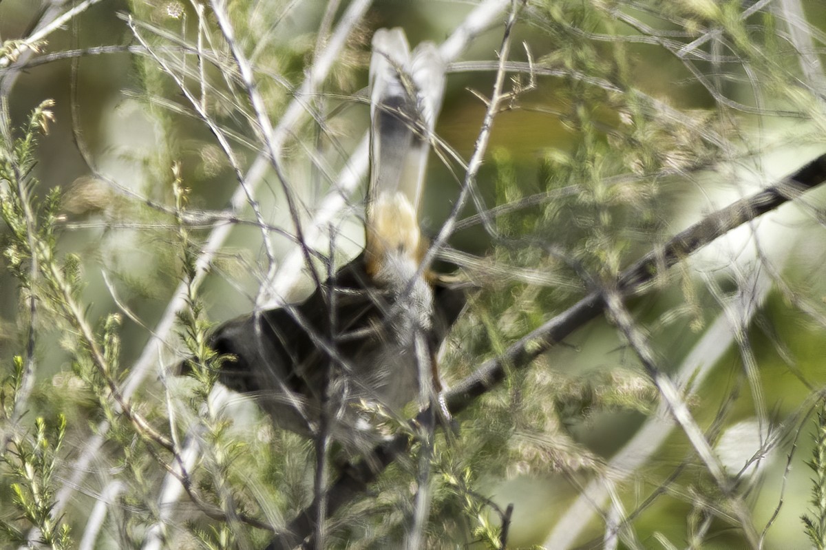 Chestnut-rumped Heathwren - ML215805971