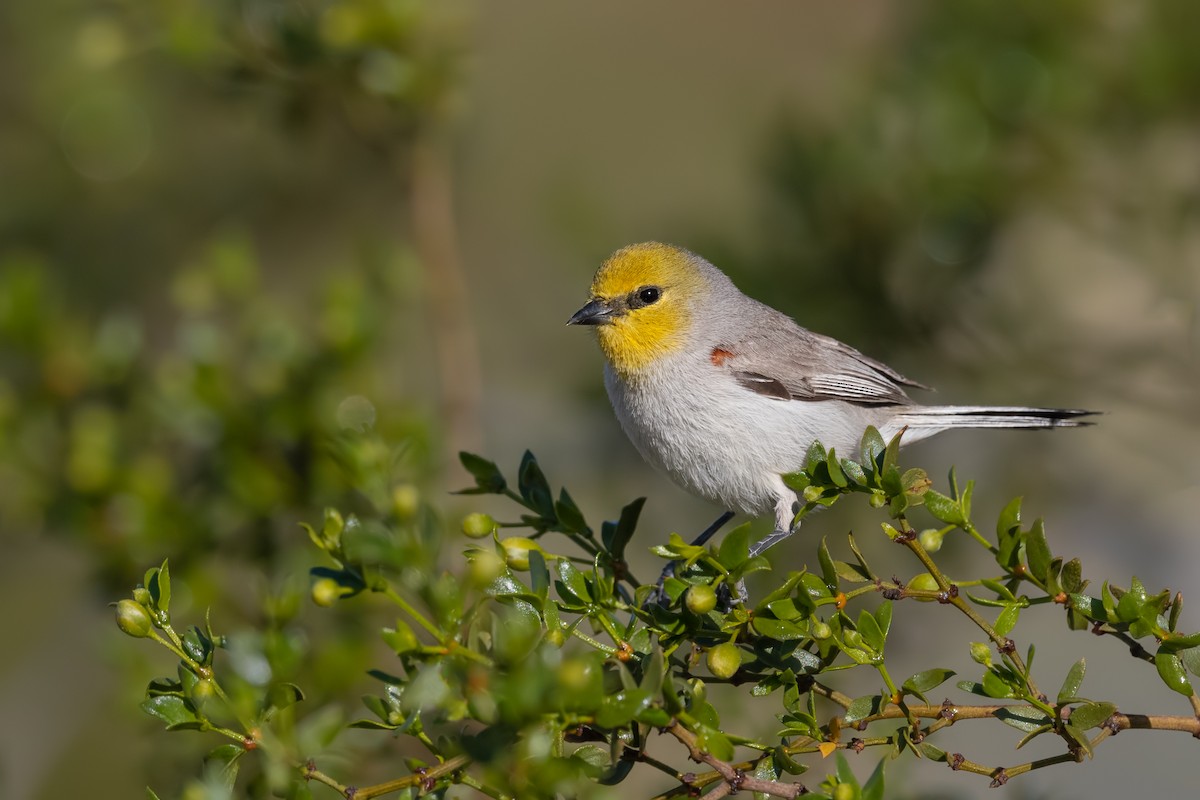 Verdin - Sharif Uddin