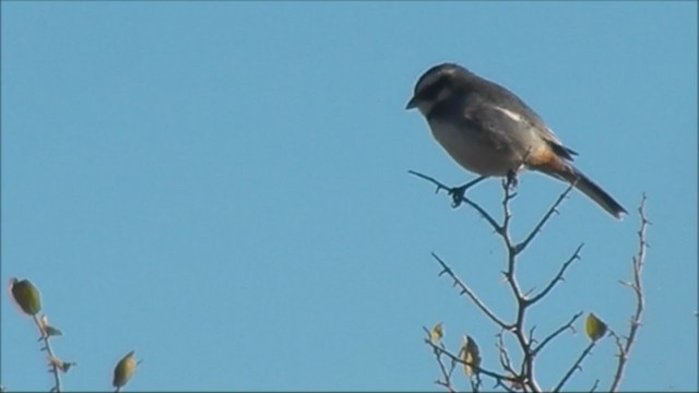 コバシマユシトド - ML215806771